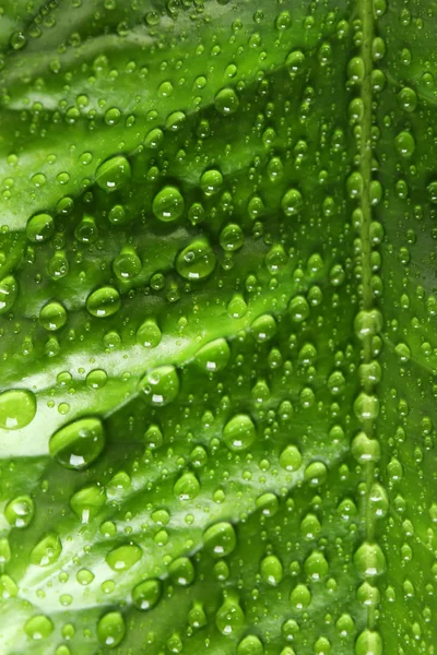 Groene citrus blad met druppels closeup — Stockfoto