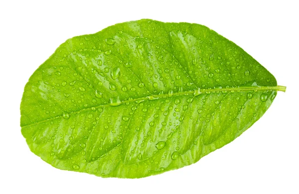 Folha de citrinos verde com gotículas isoladas em branco — Fotografia de Stock
