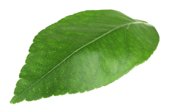 Feuille d'agrumes verte isolée sur blanc — Photo