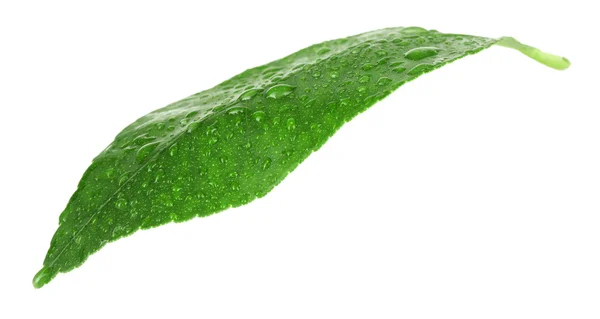 Citrus zöld levél elszigetelt fehér cseppek — Stock Fotó