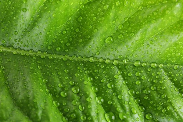 Πράσινο εσπεριδοειδή φύλλο με σταγονίδια closeup — Φωτογραφία Αρχείου