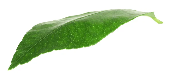 Groene citrus blad geïsoleerd op wit — Stockfoto