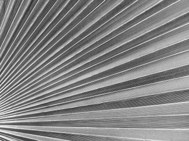 Mükemmel palmiye yaprak doku