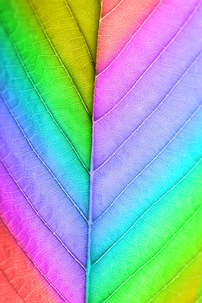 Multicolor fresh leaf — Stock Photo, Image