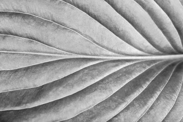 Perfekta leaf konsistens — Stockfoto