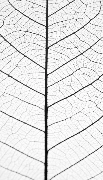 Tekstura doskonały liść — Zdjęcie stockowe