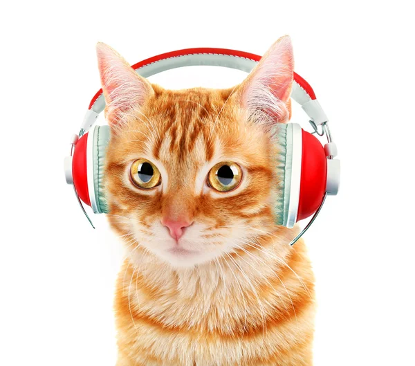 Beau chat avec écouteurs isolés — Photo