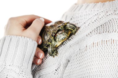 Turtle in woman hands clipart