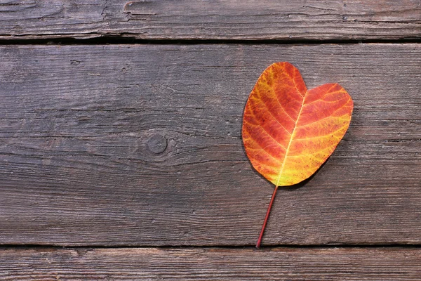 Golden autumn leaf — Stock Photo, Image