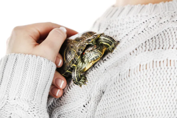 Turtle in woman hands — Stock Photo, Image