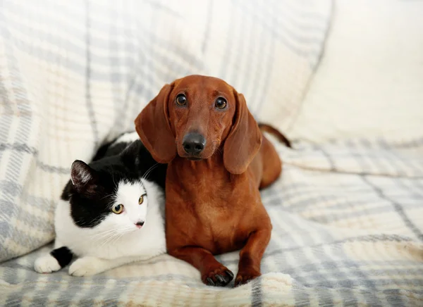 美しい猫とダックスフント犬 — ストック写真