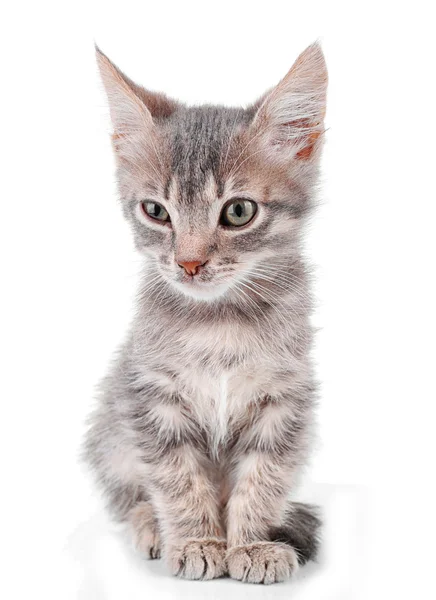 Gatinho cinzento bonito — Fotografia de Stock