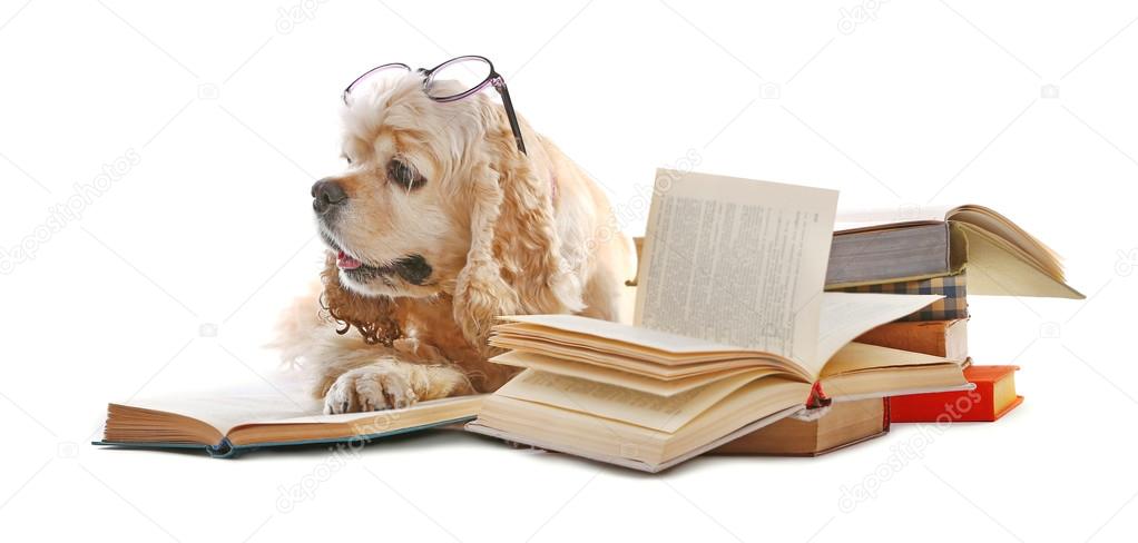 Dog and books isolated