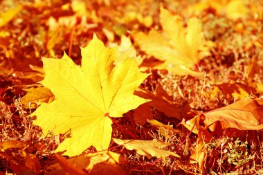 Renkli sonbahar yaprakları