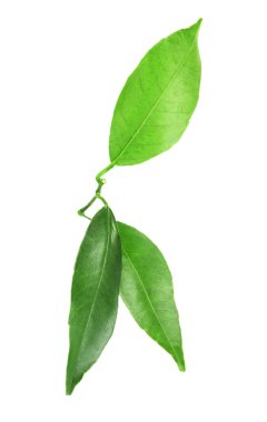 Portakal ağacı yeşil yaprakları 