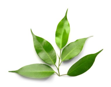 yeşil çay yaprakları