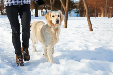 Golden retriever metresi ile bir yürüyüş için gidiyor