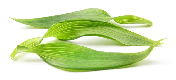 Hojas de té verde — Foto de Stock