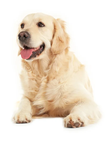 Golden retriever geïsoleerd — Stockfoto