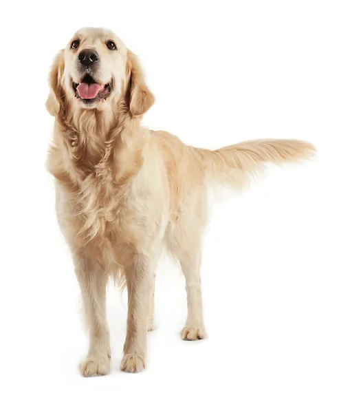 Golden retriever isolato — Foto Stock