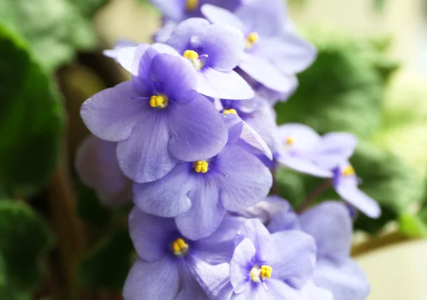 Beautiful violet plant with blue flowers — Stock Photo, Image