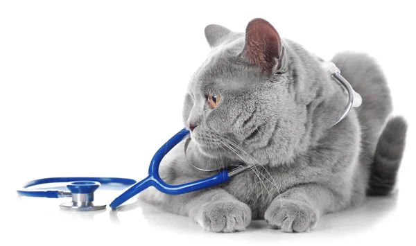 Kort-hår grå katt med stetoskop — Stockfoto