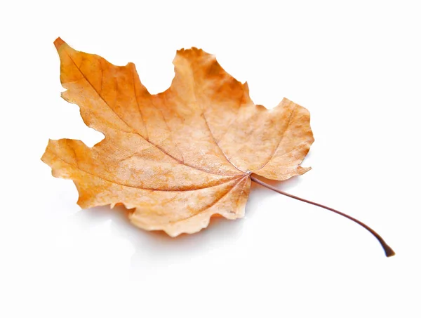 Golden autumn leaf isolated — Stock Photo, Image