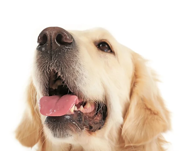 Golden retriever geïsoleerd — Stockfoto