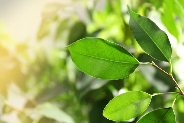 Folhas verdes de ficus — Fotografia de Stock