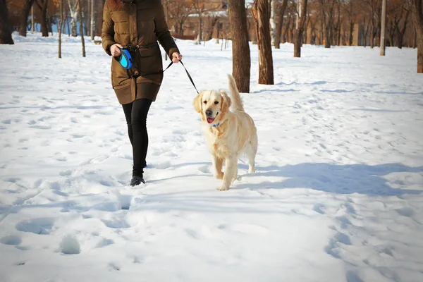 Golden retriever going for a walk with mistress — Stock Photo, Image