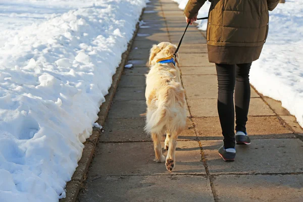 Golden retriever indo para um passeio com a amante — Fotografia de Stock