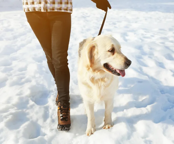Golden retriever going for a walk with mistress outdoors in winter — Stock Photo, Image