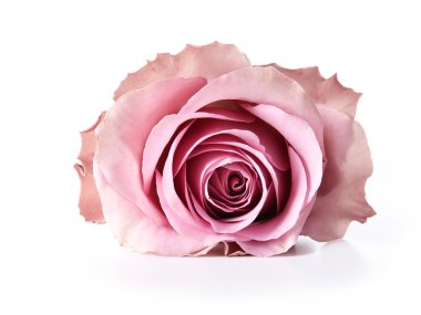 Beyaz üzerine izole gül