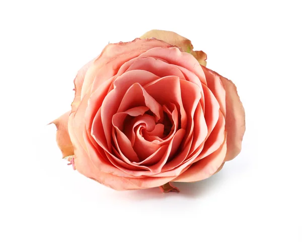 Rose isolated on white — Stock Photo, Image