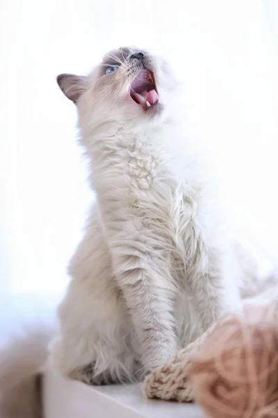 Chat à pointe de couleur avec écheveau assis sur une fenêtre dans le salon — Photo