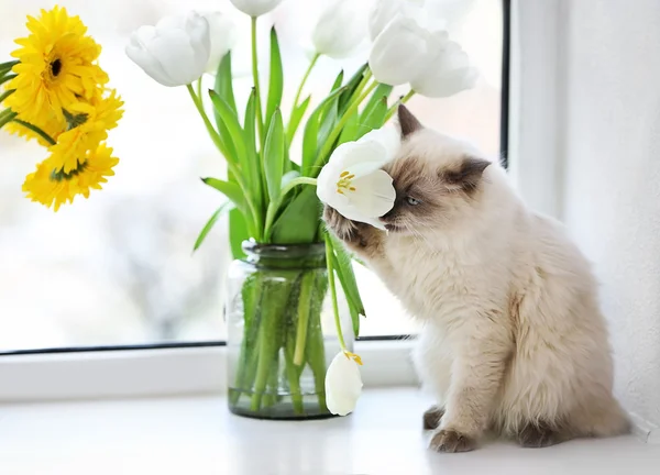 Farbpunkt-Katze sitzt mit Blume auf einem Fenster im Wohnzimmer — Stockfoto