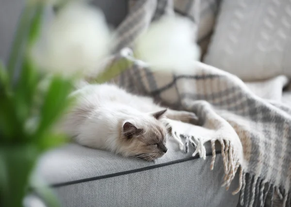 Färg-punkt katt liggande på en soffa i vardagsrum — Stockfoto