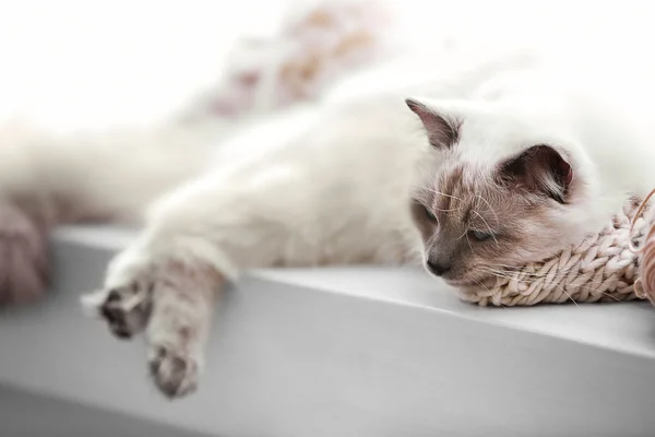 カラー ポイントのリビング ルームの窓の上に横たわる猫 — ストック写真