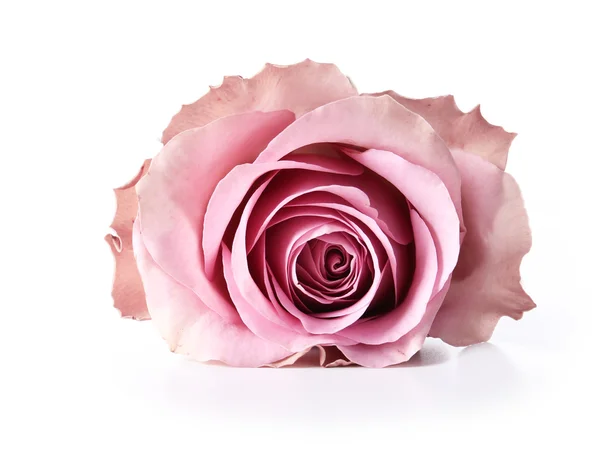 Rosa isolada em branco — Fotografia de Stock