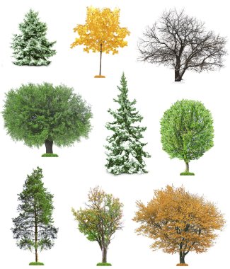 Set of seasonal trees without leaves clipart