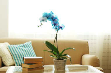 Mavi orkide çiçekleri iç