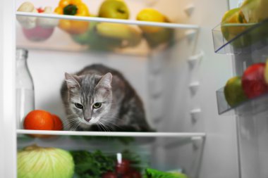 Buzdolabında oturan kedi