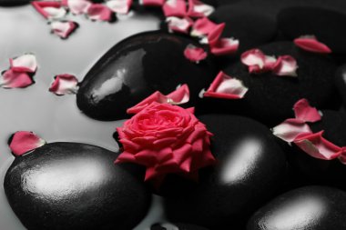 Pembe Gül ve siyah taşlar