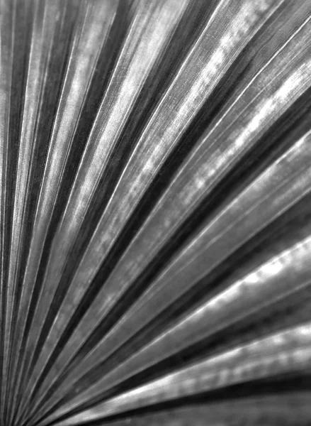 Textura perfeita da folha de palma — Fotografia de Stock