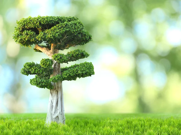绿色背景的盆景树 — 图库照片