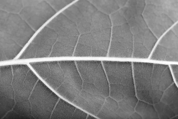 Perfekta leaf konsistens — Stockfoto