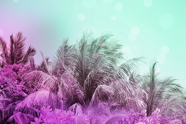 Hintergrund mit Palmblättern — Stockfoto