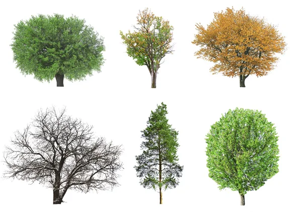 Set of seasonal trees without leaves — Stock Photo, Image