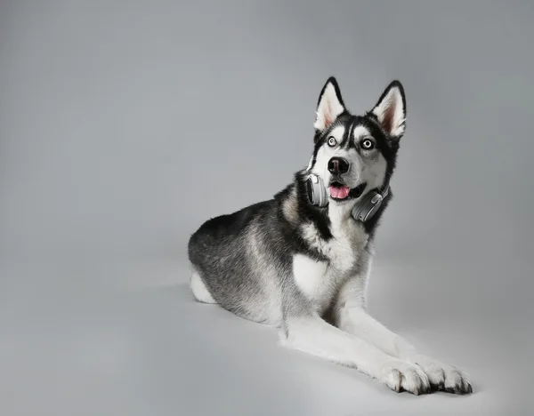 Young Husky hoofdtelefoon — Stockfoto