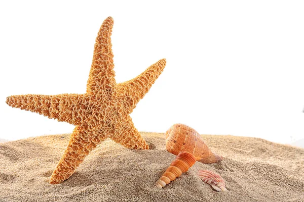 海洋之星和贝壳在沙滩上 — 图库照片